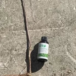 Gala Apple Tree Bareroot Live Plant - 2-3 ft Tall, Sweet Red Fruit, Cold-Hardy - Image 3