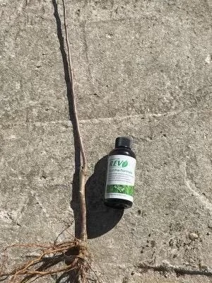 Gala Apple Tree Bareroot Live Plant - 2-3 ft Tall - Sweet, Crisp Red Fruit - Image 3