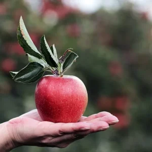 Gala Apple Tree Bareroot Live Plant - 2-3 ft Tall - Sweet, Crisp Red Fruit - Image 4