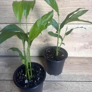 Galangal Live Plant - Thai Ginger Herb in 4 inch Pot - Alpinia galanga - Image 7