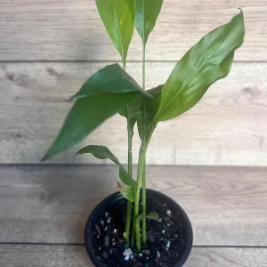 Galangal Live Plant - Thai Ginger Herb in 4 inch Pot - Alpinia galanga - Image 9