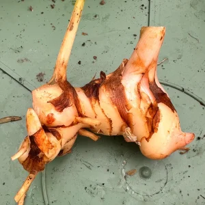 Galangal Rhizomes for Planting - Fresh, Easy to Grow, Edible - Image 2