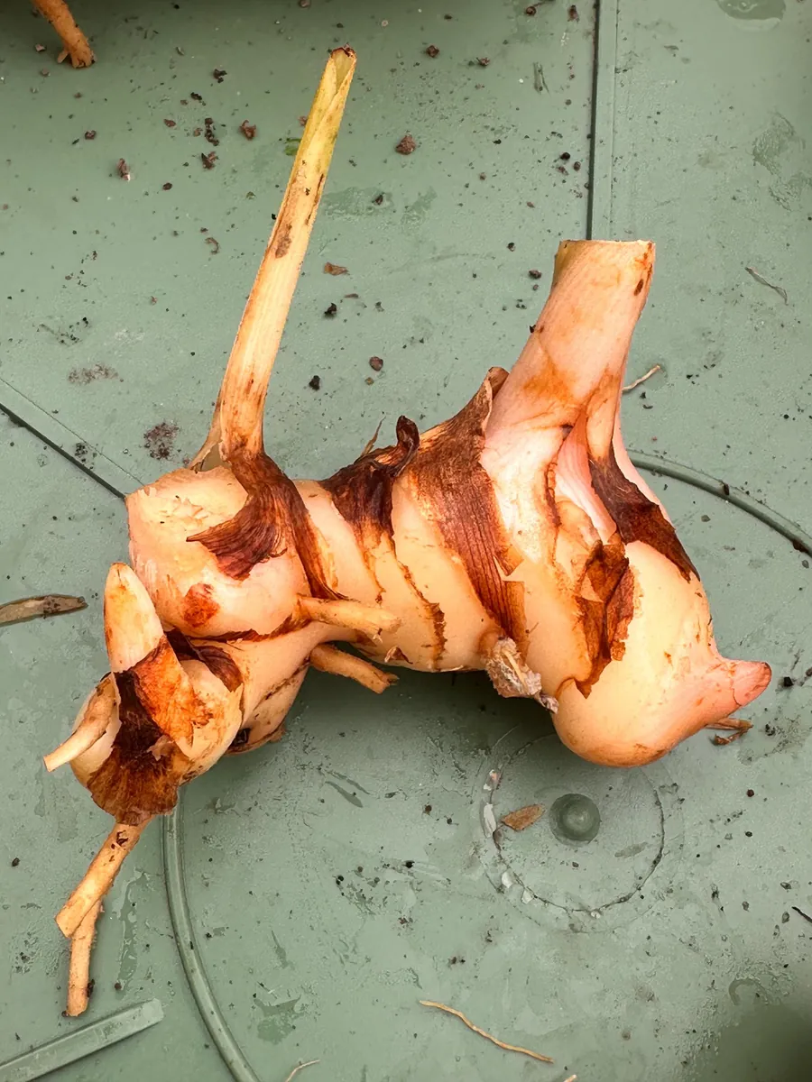 Galangal Rhizomes for Planting - Fresh, Easy to Grow, Edible - Image 2