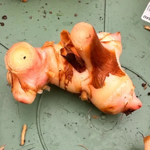 Galangal Rhizomes for Planting - Fresh, Easy to Grow, Edible - Image 3