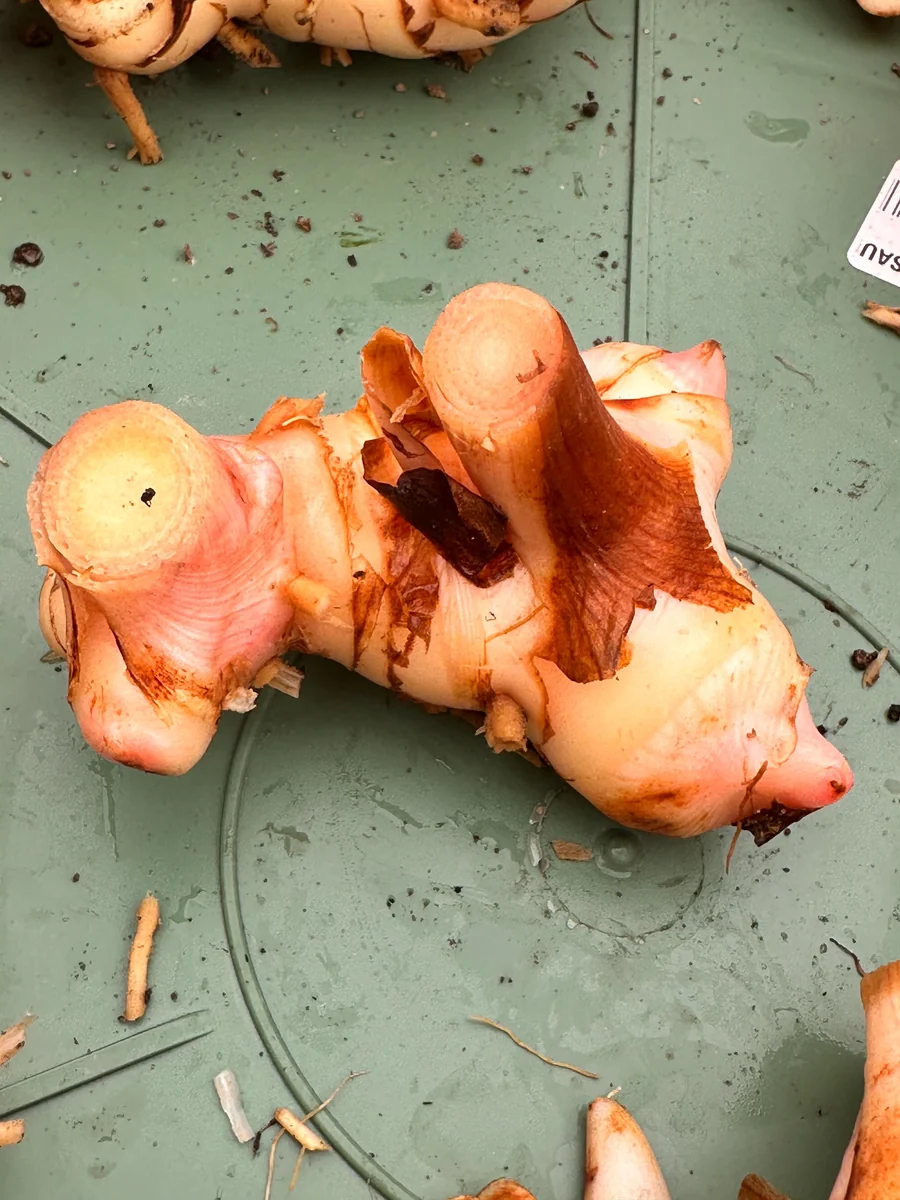 Galangal Rhizomes for Planting - Fresh, Easy to Grow, Edible - Image 3