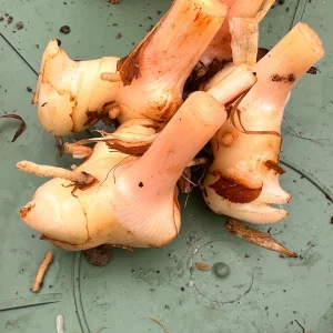 Galangal Rhizomes for Planting - Fresh, Easy to Grow, Edible - Image 4