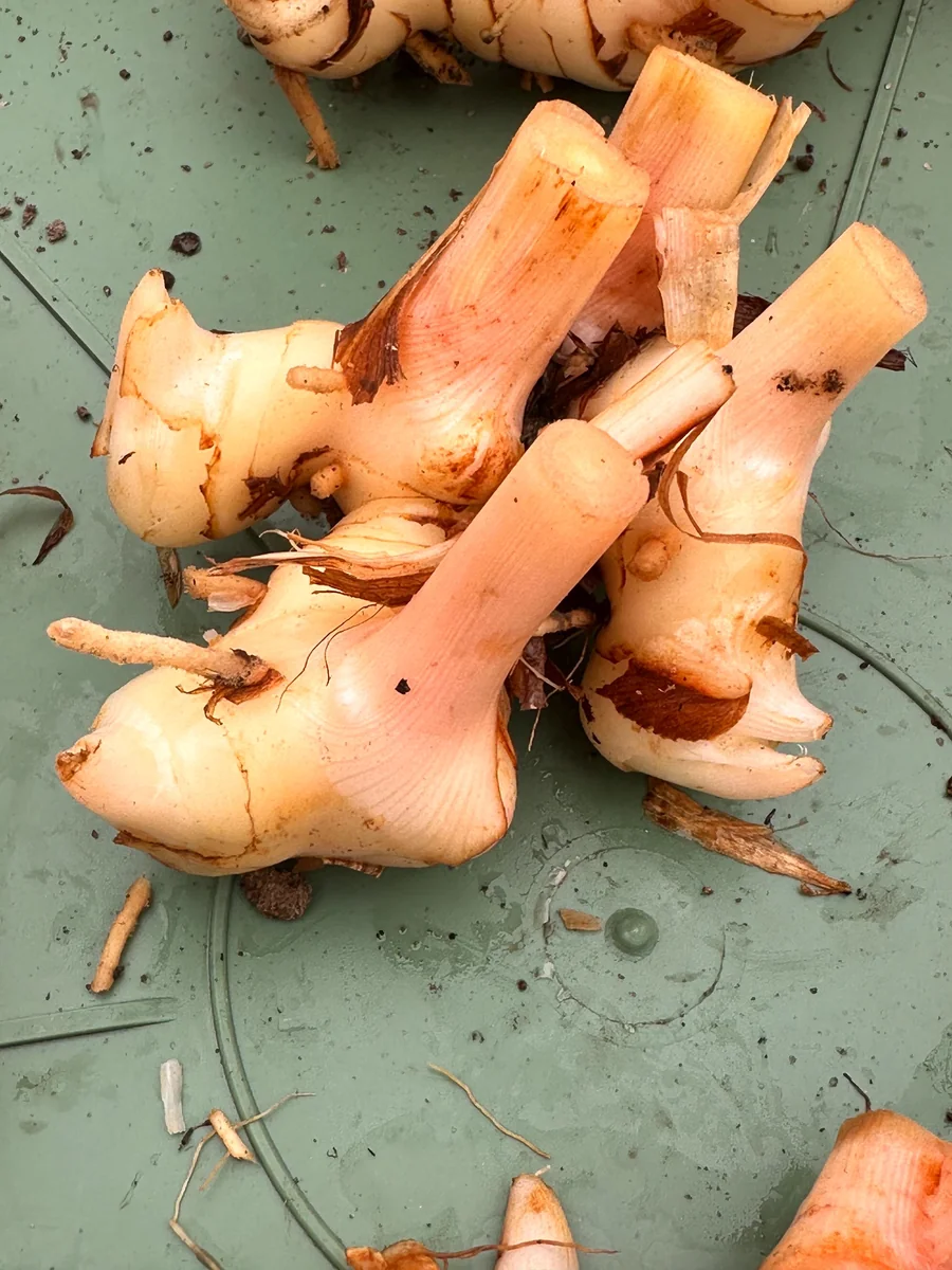 Galangal Rhizomes for Planting - Fresh, Easy to Grow, Edible - Image 4