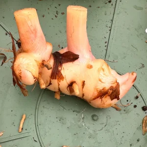Galangal Rhizomes for Planting - Fresh, Easy to Grow, Edible - Image 5
