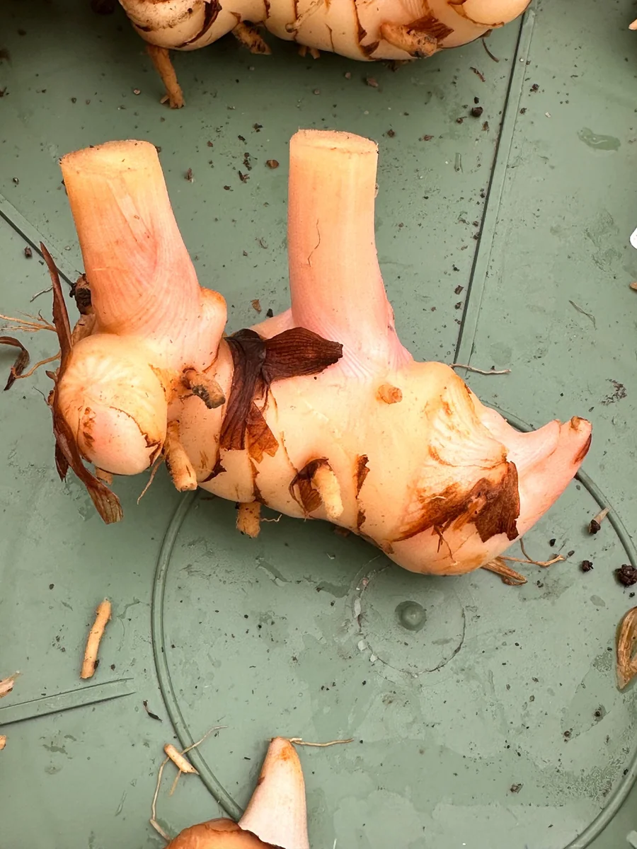 Galangal Rhizomes for Planting - Fresh, Easy to Grow, Edible - Image 5