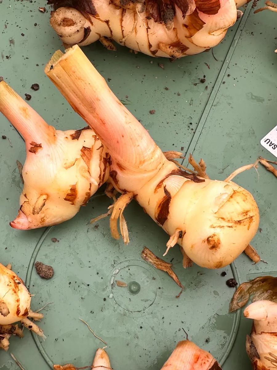 Galangal Rhizomes for Planting - Fresh, Easy to Grow, Edible - Image 6