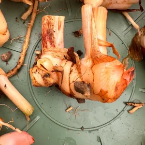 Galangal Rhizomes for Planting - Fresh, Easy to Grow, Edible - Image 7