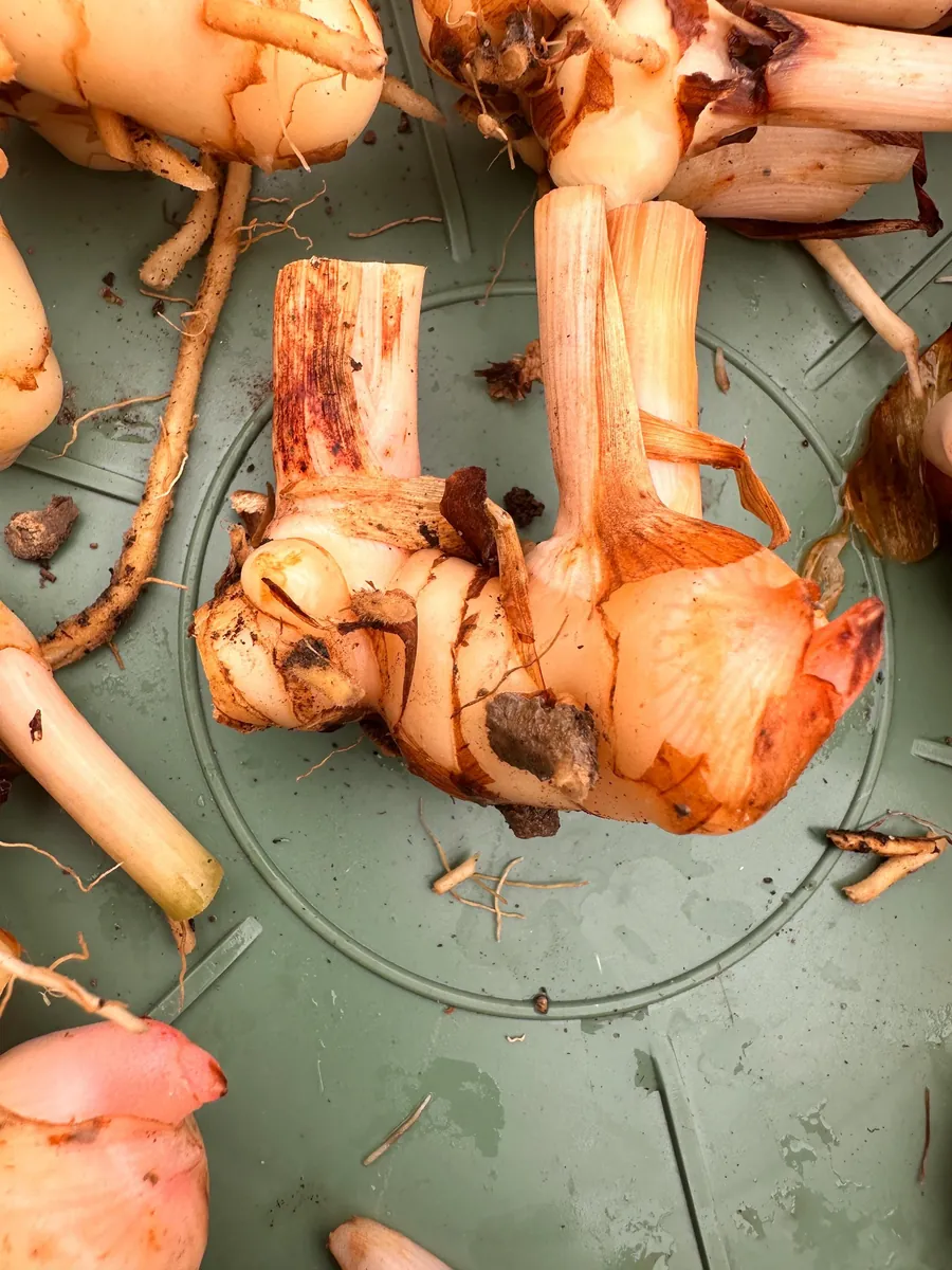 Galangal Rhizomes for Planting - Fresh, Easy to Grow, Edible - Image 7