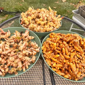 Galangal Rhizomes for Planting - Fresh, Easy to Grow, Edible - Image 8