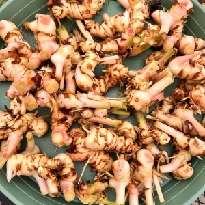 Galangal Rhizomes for Planting - Fresh, Easy to Grow, Edible - Image 9