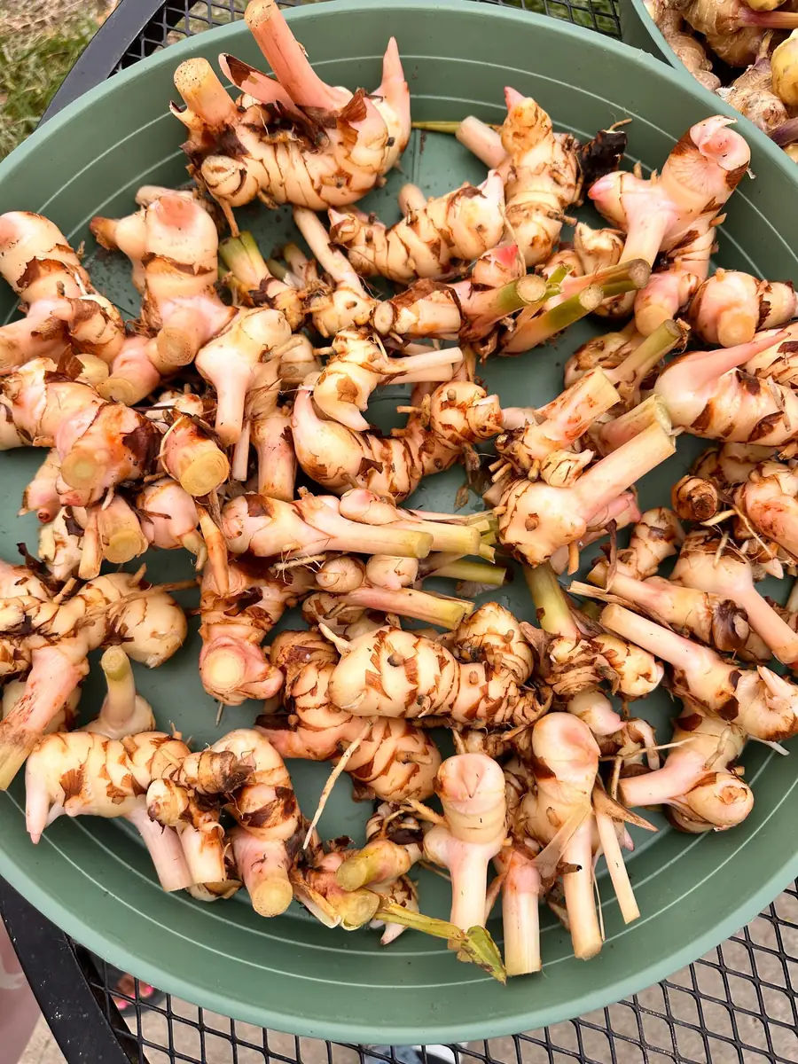 Galangal Rhizomes for Planting - Fresh, Easy to Grow, Edible - Image 9