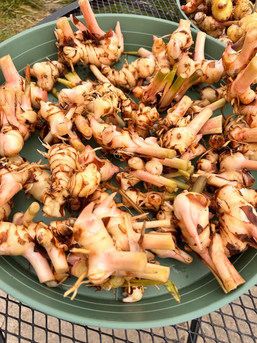 Galangal Rhizomes for Planting - Fresh, Easy to Grow, Edible - Image 1