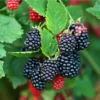 Galaxy Blackberry Live Plant – Thornless Rubus 'Galaxy' – Starter Plug - Image 1