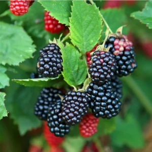 Galaxy Blackberry Live Plant – Thornless Rubus 'Galaxy' – Starter Plug - Image 1