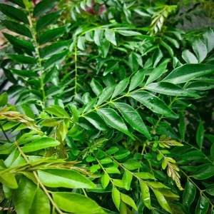 Gamthi Live Plant 10-12 inches Tall – Tropical Outdoor Shrub - Image 2