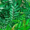 Gamthi Live Plant 10-12 inches Tall – Tropical Outdoor Shrub - Image 1