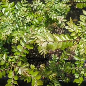 Gamthi Live Plant 7-9in Tall in 4in Pot - Indoor/Outdoor Shrub - Image 2