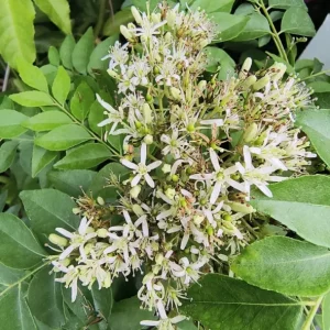 Gamthi Live Plant 7-9in Tall in 4in Pot - Indoor/Outdoor Shrub - Image 3