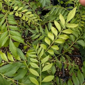 Gamthi Live Plant 7-9in Tall in 4in Pot - Indoor/Outdoor Shrub - Image 1