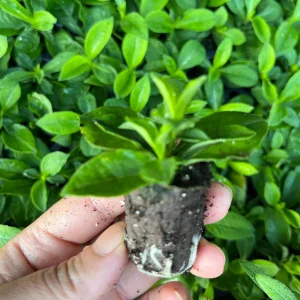 Garden Phlox Live Plant – Phlox Paniculata – Fragrant Perennial – 1