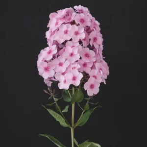 Garden Phlox Live Plant – Phlox Paniculata – Fragrant Perennial – 1