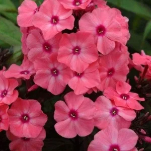Garden Phlox Live Plant – Phlox Paniculata – Fragrant Perennial – 1