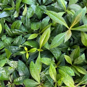 Garden Phlox Live Plant – Phlox Paniculata – Fragrant Perennial – 1