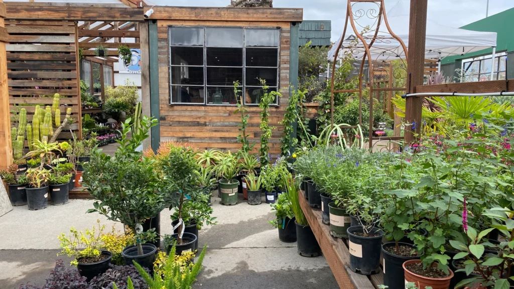 garden plant nursery - about us 2