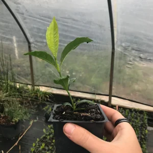 Gardenia 'August Beauty' in a 3.5" Pot--Stunning, Fragrant Summer Bloomer!! - Image 2