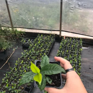 Gardenia 'August Beauty' in a 3.5" Pot--Stunning, Fragrant Summer Bloomer!! - Image 3