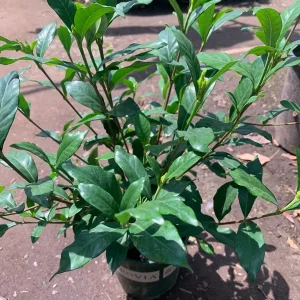 Gardenia August Beauty Live Plant - 1 Gallon Pot, Fragrant White Flowers - Image 3
