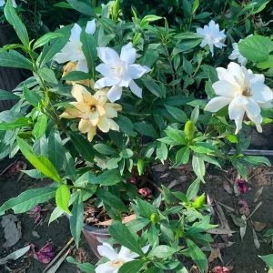 Gardenia Frost Proof Live Plant – Fragrant White Flowers – 6 inch Pot – Outdoor Shrub - Image 2