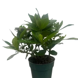 Gardenia Jasminoides Live Plant – Corsage Gardenia Shrub – 4