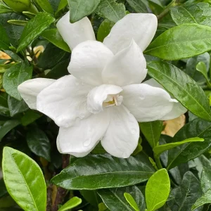 Gardenia Pillow Talk Live Plant – 4 inch Pot – Fragrant White Flowers - Image 3
