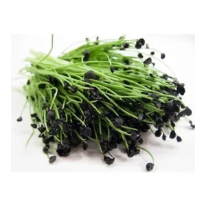 Garlic Chives Seeds - NON-GMO Heirloom Allium tuberosum - Culinary Herb Seeds - Image 3