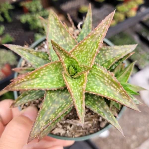 Gasteraloe 'Green Gold' Succulent Plant – Live Indoor/Outdoor Succulent - Image 3