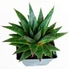 Gasteria 'Flow' Succulent Plant - Live Indoor Houseplant - Image 1