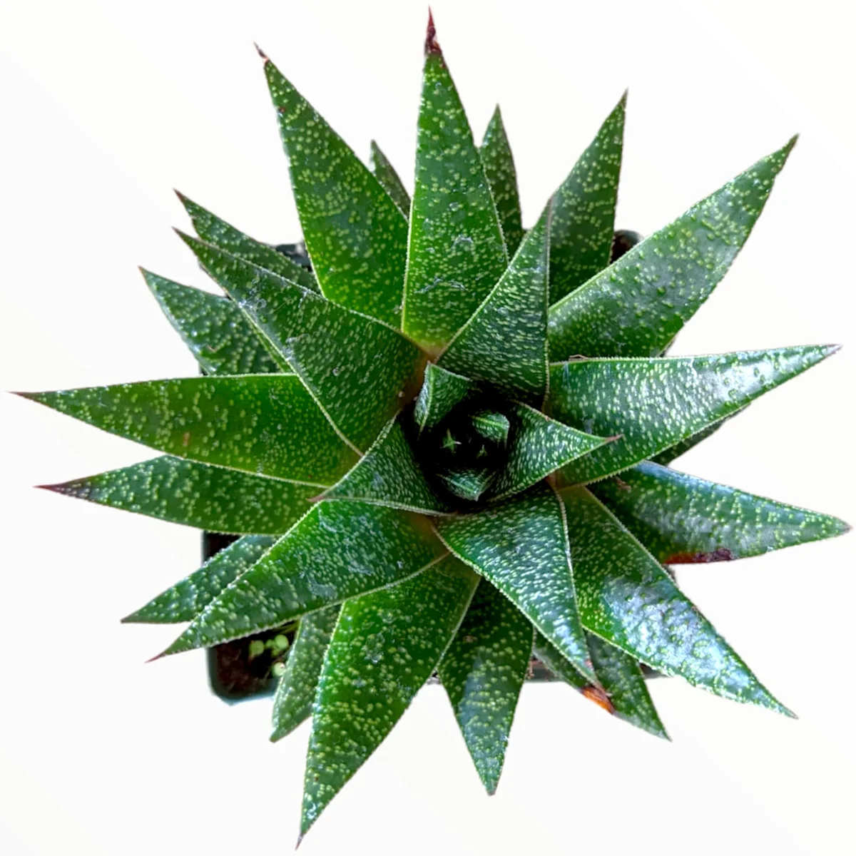 Gasteria 'Flow' Succulent Plant - Live Indoor Houseplant - Image 2