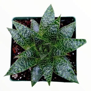 Gasteria 'Flow' Succulent Plant - Live Indoor Houseplant - Image 4
