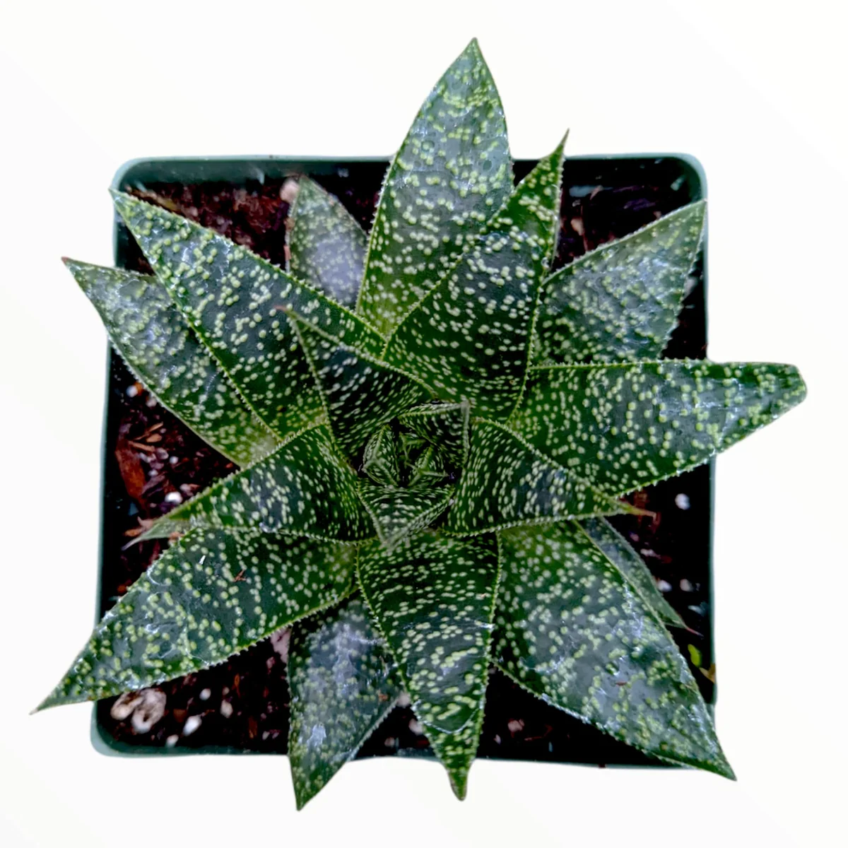 Gasteria 'Flow' Succulent Plant - Live Indoor Houseplant - Image 4