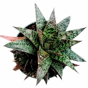 Gasteria 'Flow' Succulent Plant - Live Indoor Houseplant - Image 5