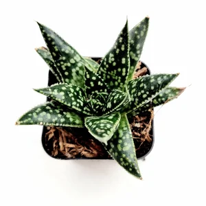 Gasteria 'Flow' Succulent Plant - Live Indoor Houseplant - Image 7