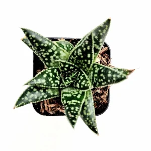 Gasteria 'Flow' Succulent Plant - Live Indoor Houseplant - Image 8