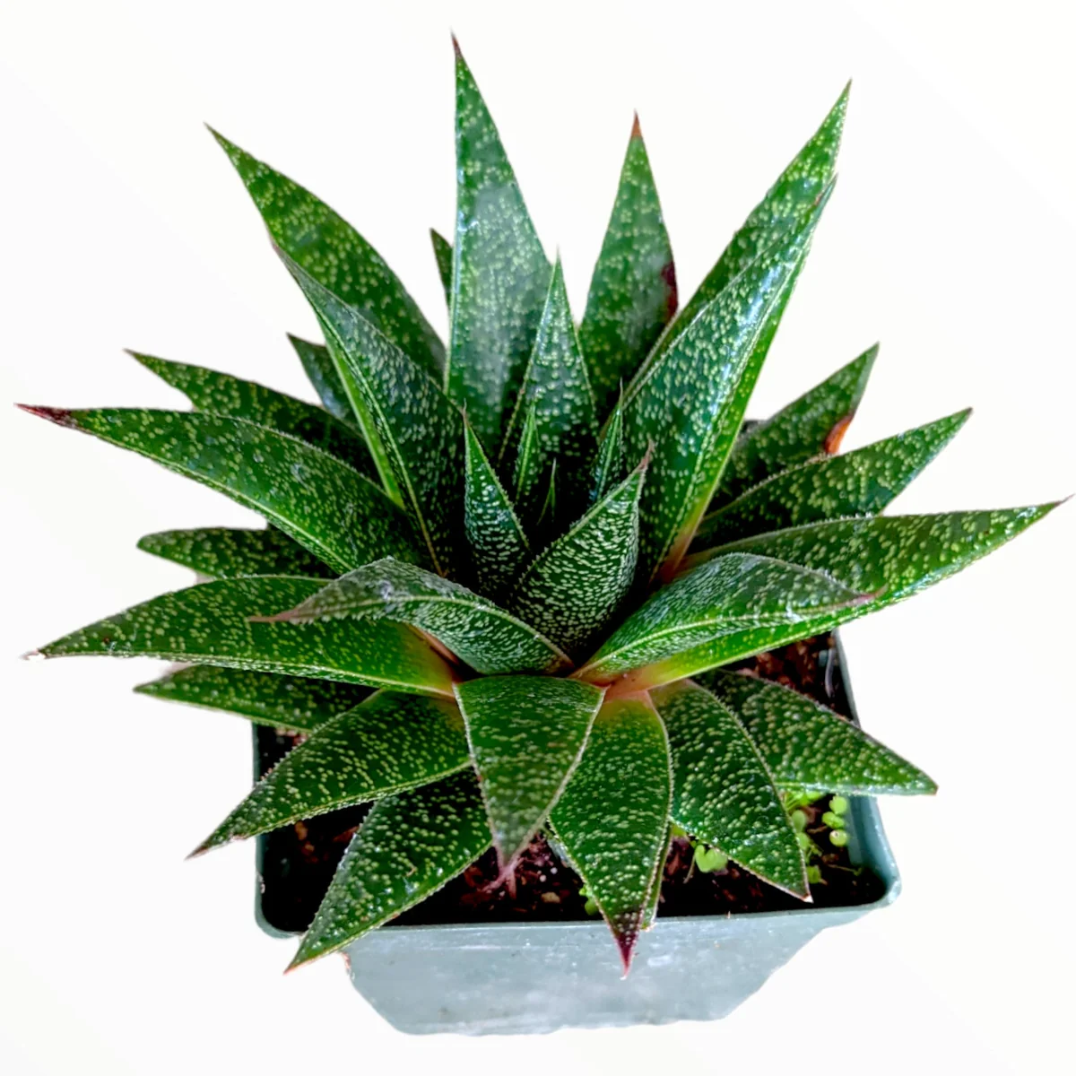 Gasteria 'Flow' Succulent Plant - Live Indoor Houseplant - Image 1