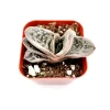 Gasteria Frosty Succulent Live Plant - Easy Care Indoor Houseplant - Image 1