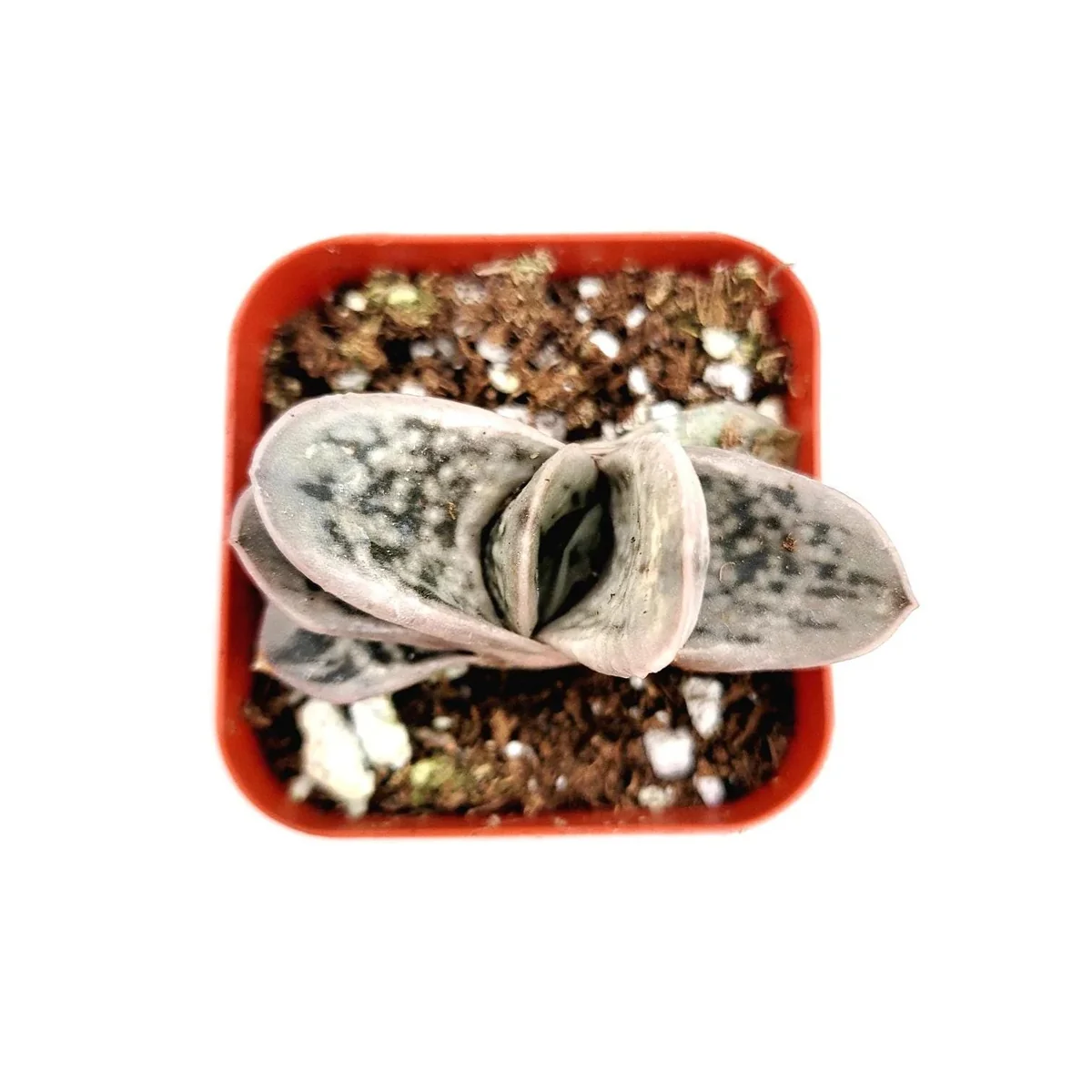 Gasteria Frosty Succulent Live Plant - Easy Care Indoor Houseplant - Image 2